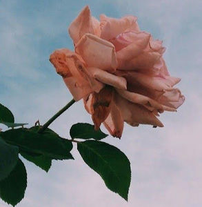 Meet your Posher, Autumn